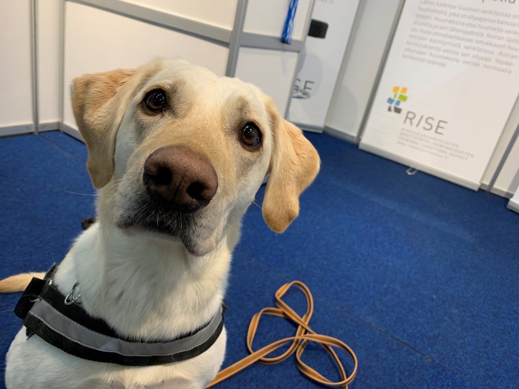 Vaalea koira istuu ja katsoo suoraan kameraan.