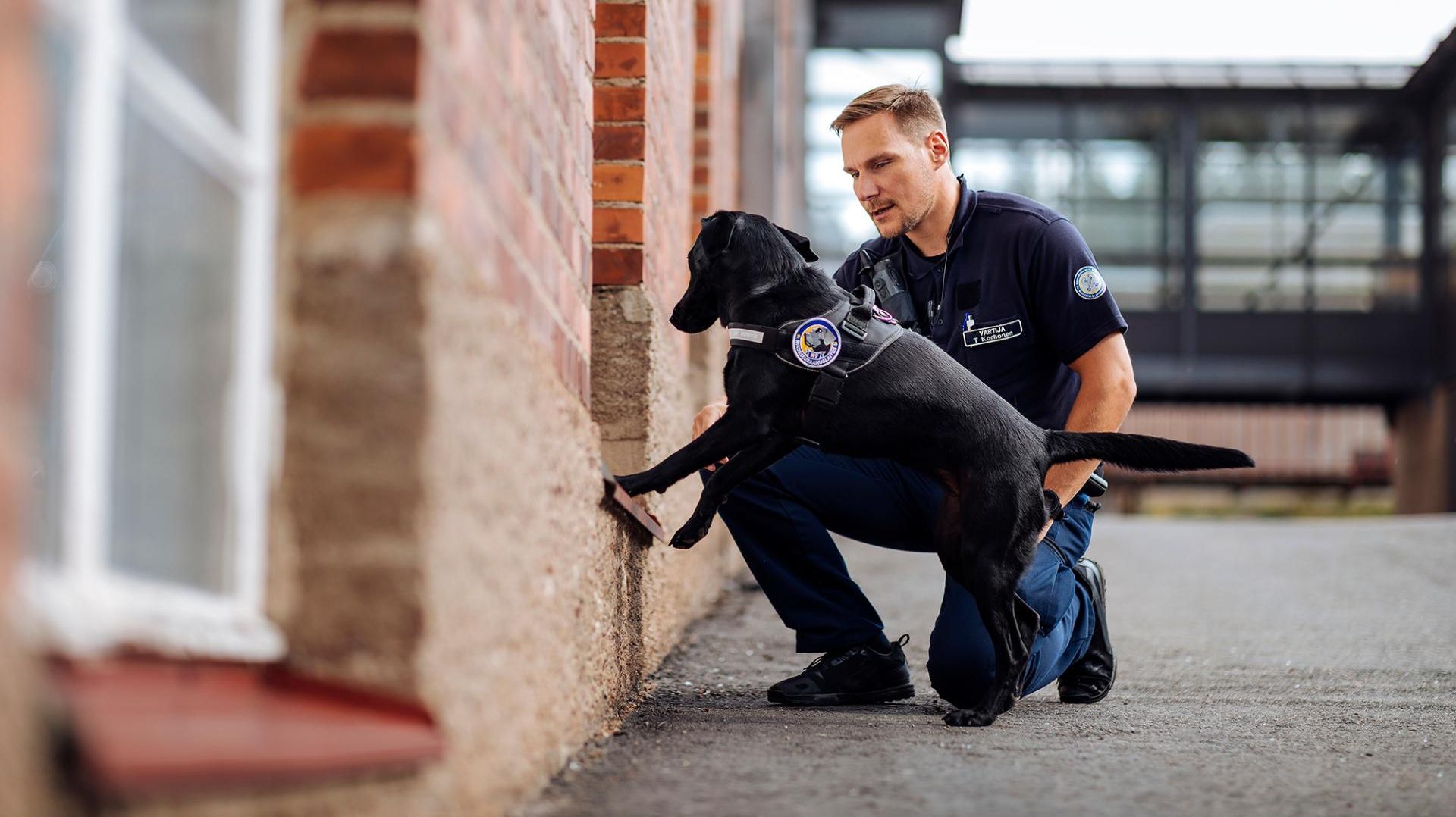 A crouching prison officer in uniform works with a prison detection dog. The Labrador retriever leans its front paws on a window frame in a brick building.
