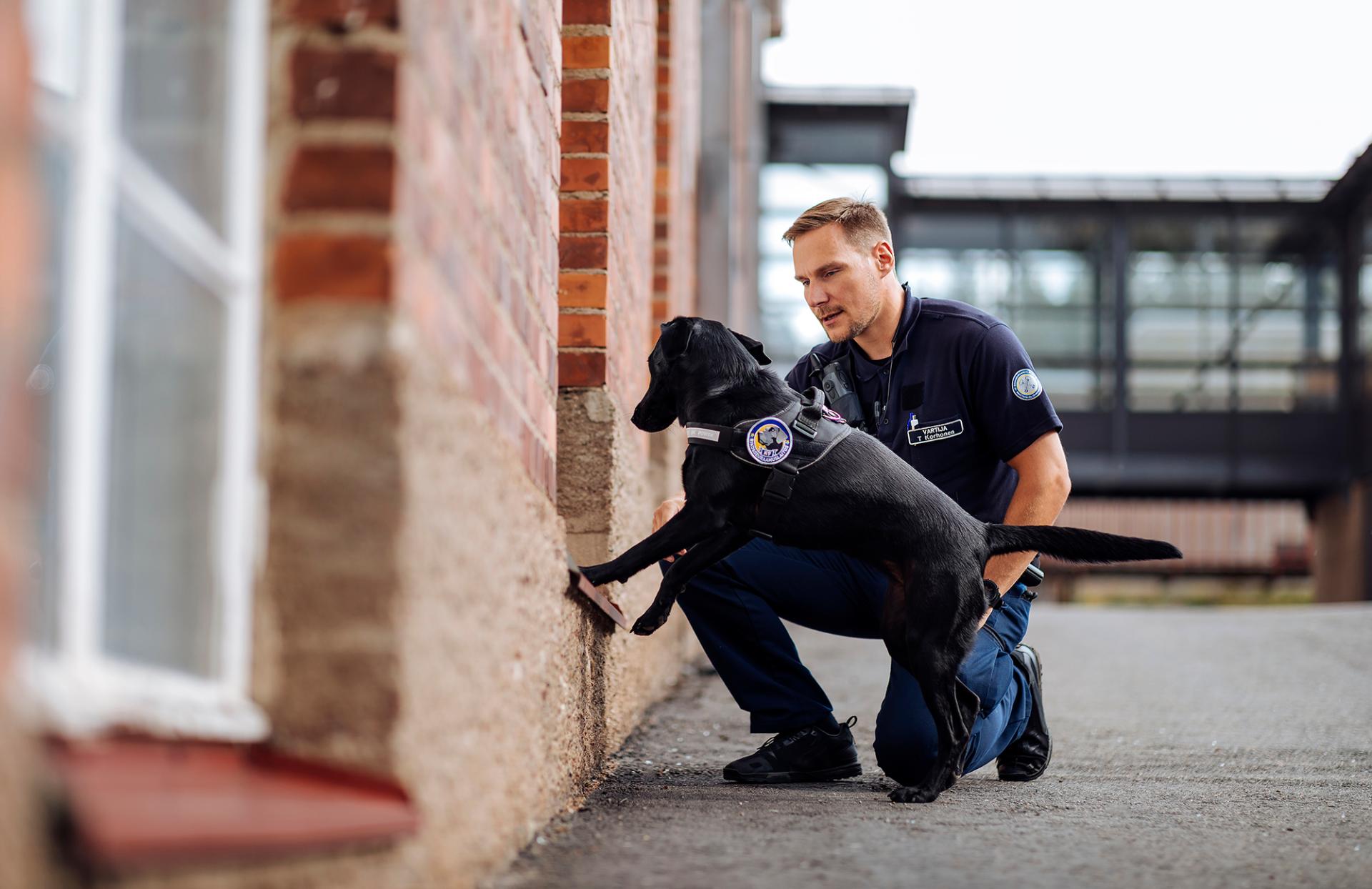 Vartija uniformussaan ohjaa kyykistyneenä vankilakoiran työtä. Vankilakoira, rodultaan labradorinnoutaja, nojaa etutassuillaan tiilirakennuksen ikkunakarmiin.