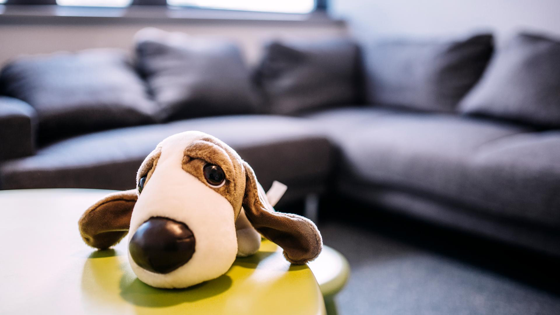 En rar mju­kis­hund på bor­det.